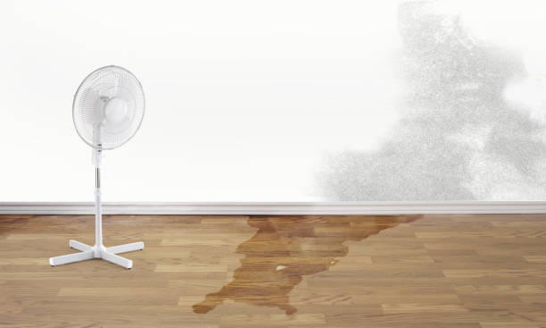 Best Mold removal after water damage  in Bunnell, FL