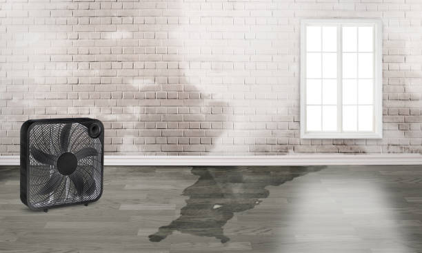 Best Ceiling water damage repair  in Bunnell, FL